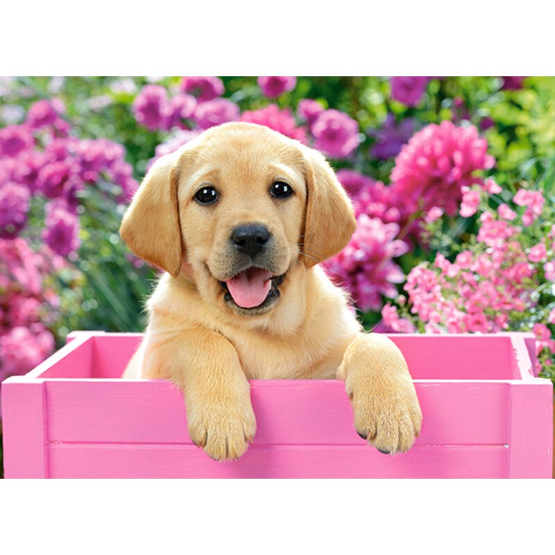 Puzzle Puzzle Labrador Puppy en caja rosa, Puzzele 300 T